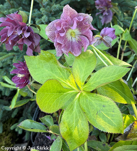 Helleborus x hybridus 'Double Ellen Red', tarhajouluruusu